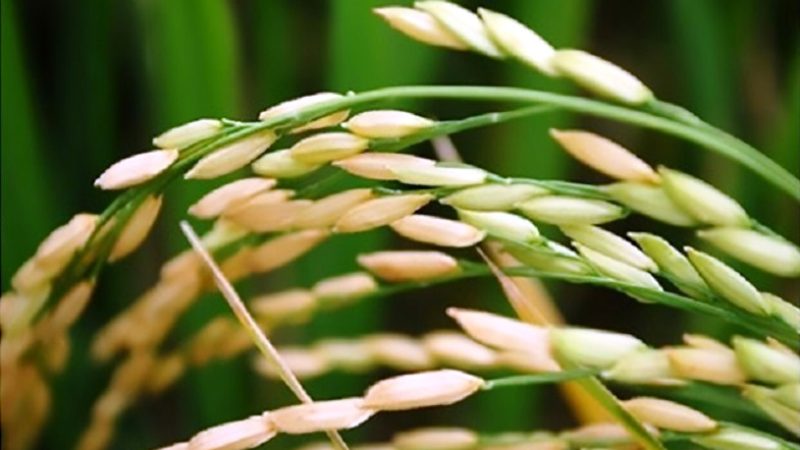 Adecoagro
