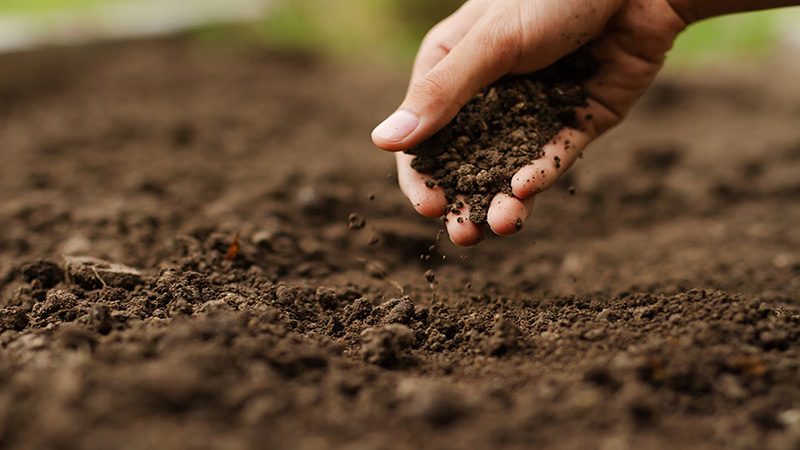 Agricultura regenerativa