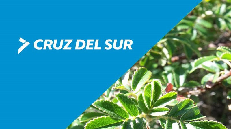 Cruz del Sur